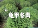 龟甲冬青球是灌木还是乔木?