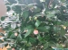 茶花怎样浇水?几天浇一次?