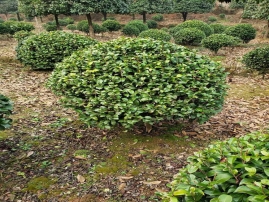茶花球