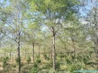 榆树
