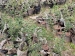 金弹子树桩的种植方法