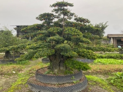 金弹子树桩