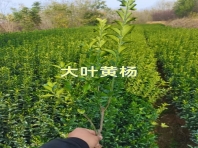 大叶黄杨