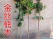 金丝楠木有什么作用和功效?