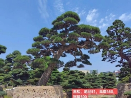 黑松