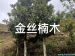 楠木树苗和金丝楠木树苗的区别