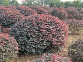 红花继木球