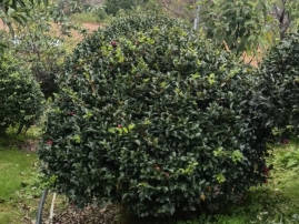 茶梅球