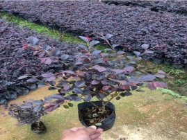 红花继木