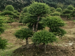 赤楠桩