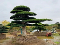 罗汉松