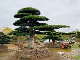 罗汉松