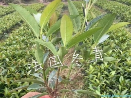 法国冬青