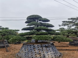造型罗汉松