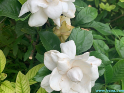栀子花