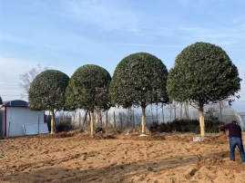 桂花树