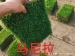 马尼拉草坪修剪的最佳时间