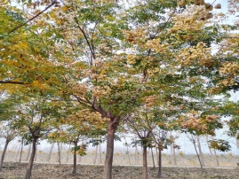 栾树