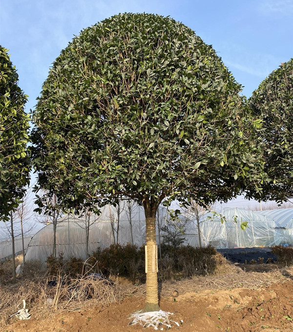 桂花树