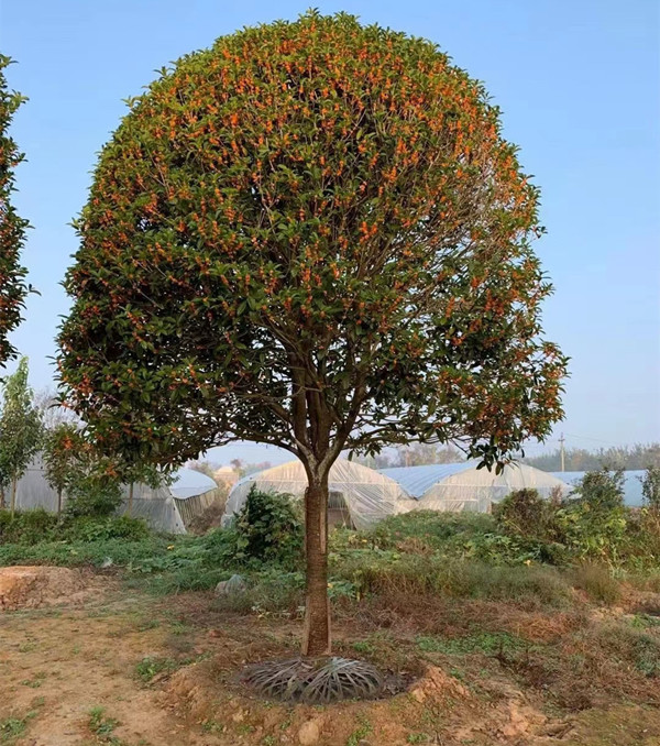 桂花树