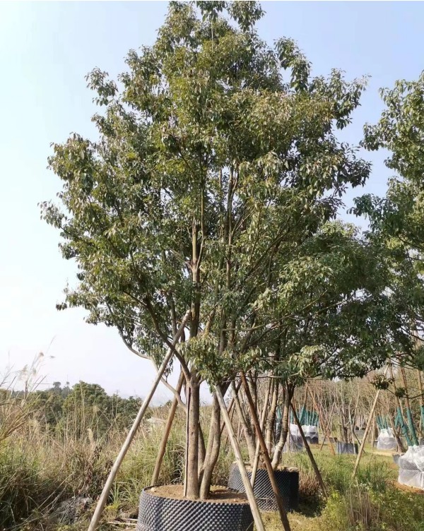 香樟树