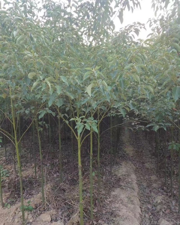 香樟树苗