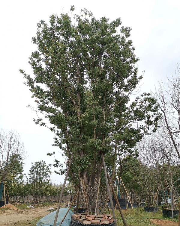 香樟树