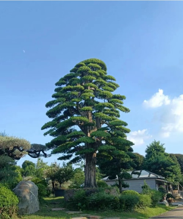 罗汉松的生长环境