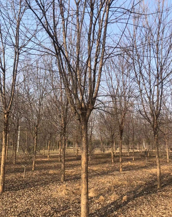 三角枫