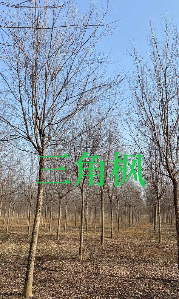 三角枫