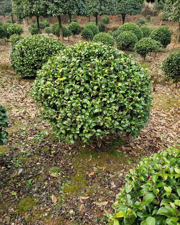 茶花球