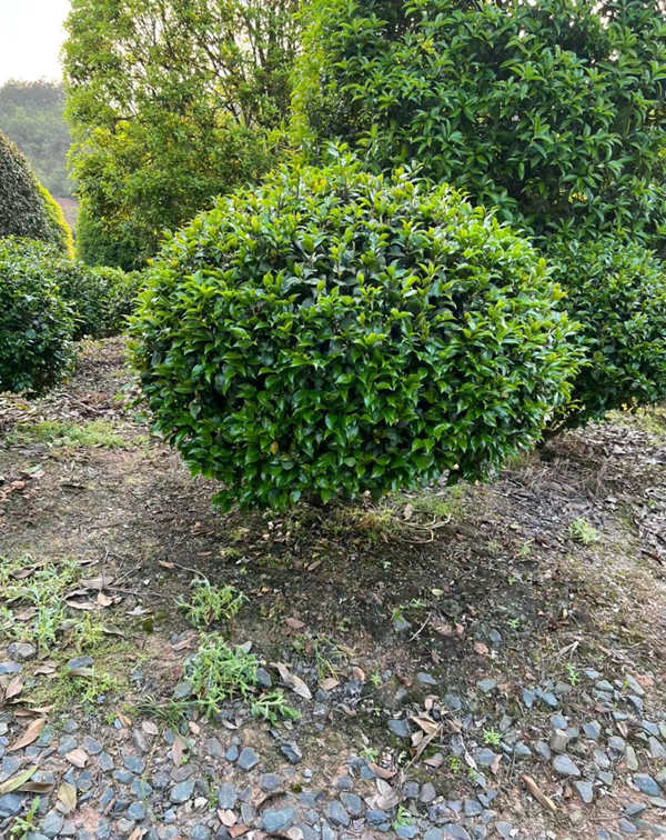 茶花球的特点