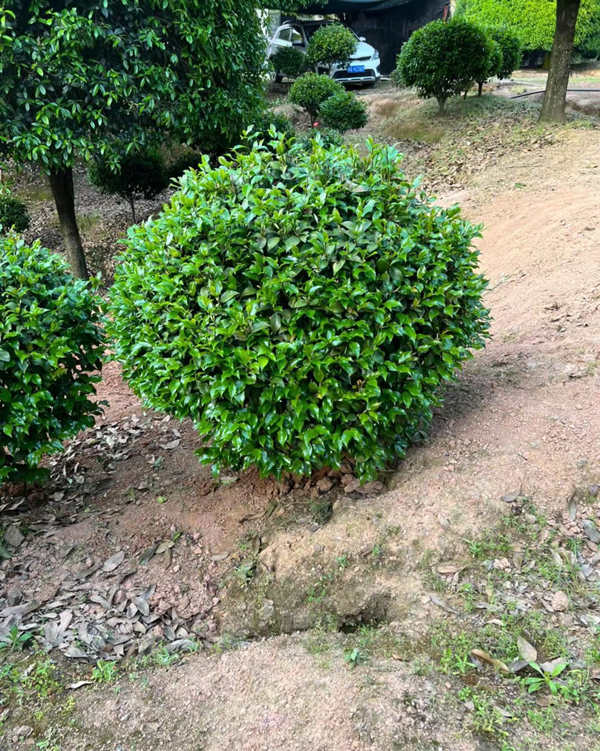 茶花球的种植方法
