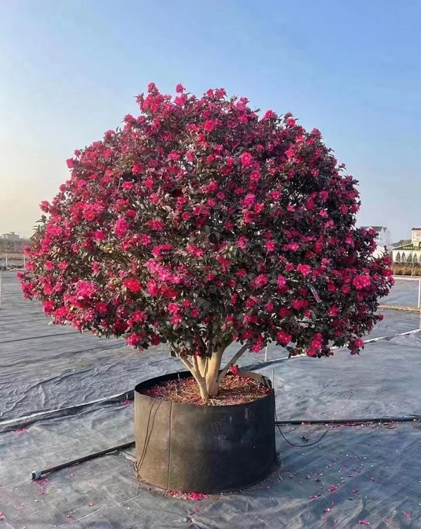 茶梅