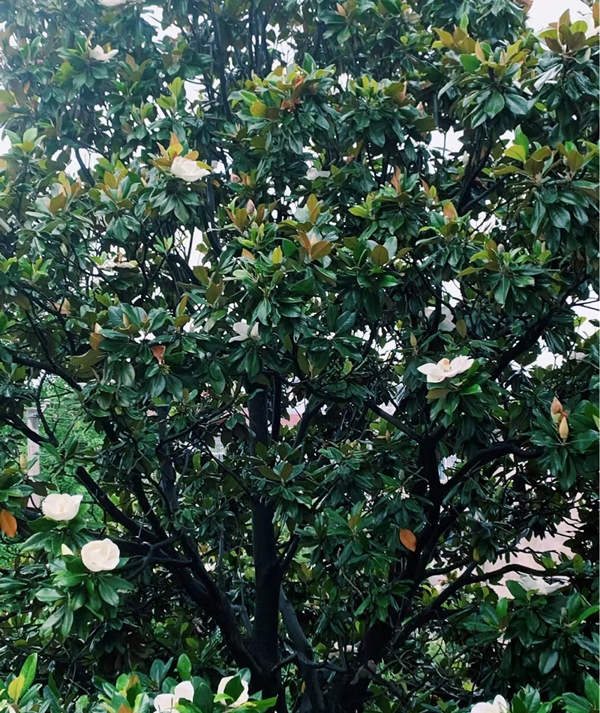 广玉兰花