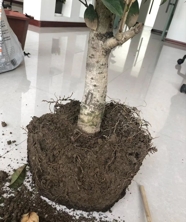 桂花树的深栽和浅栽