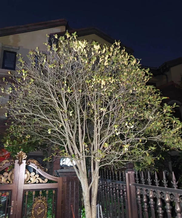10公分桂花树