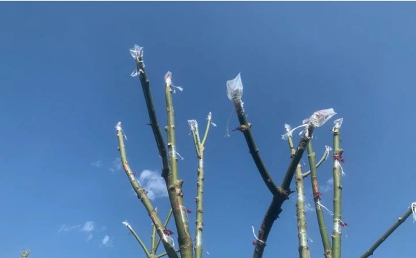 红枫