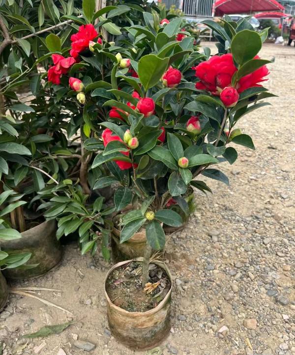 山茶花