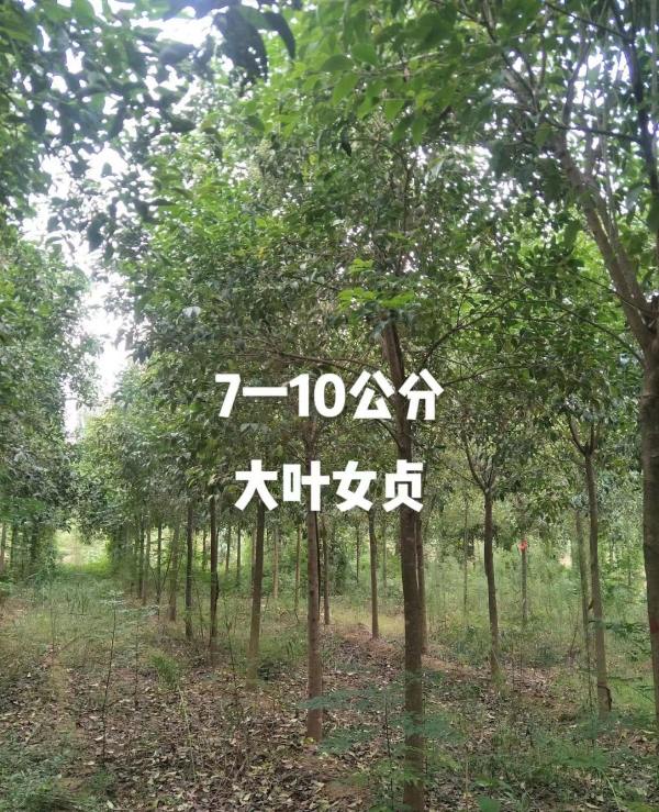 大叶女贞