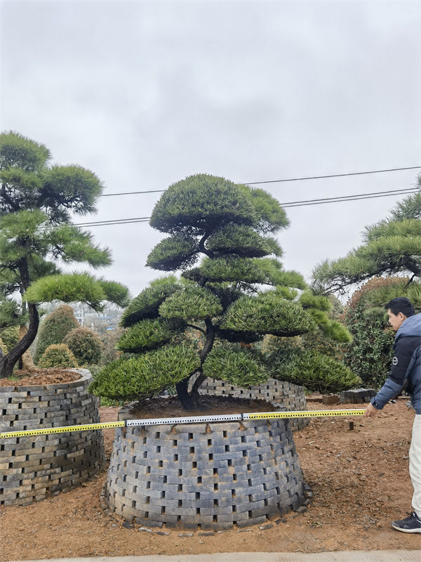造型罗汉松