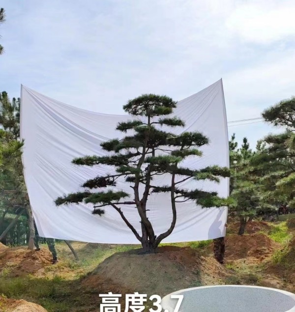黑松