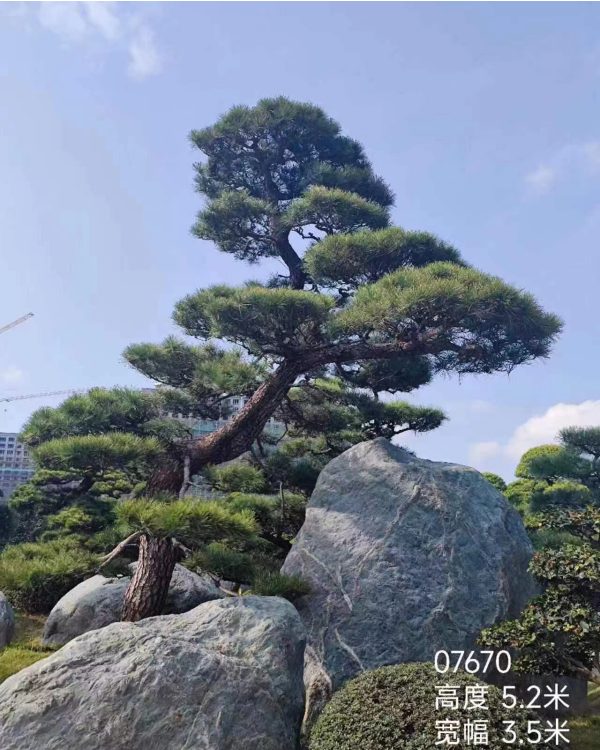 黑松造型