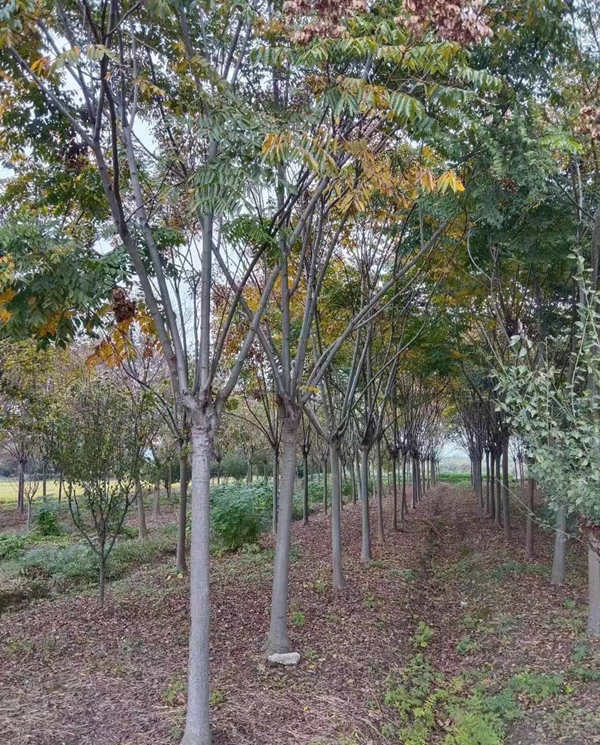 栾树
