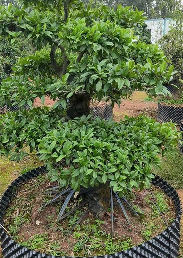金弹子树桩