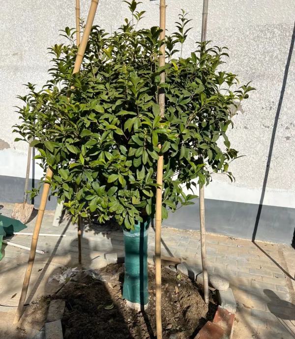 桂花树浇水需要注意的问题