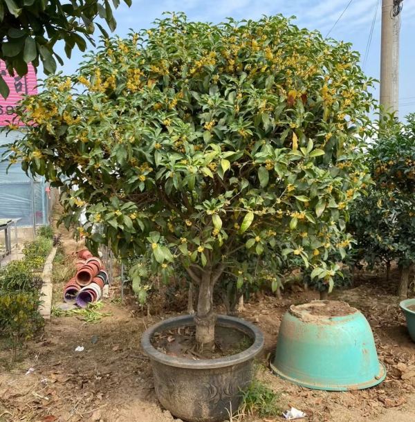 盆栽桂花树的养护方法