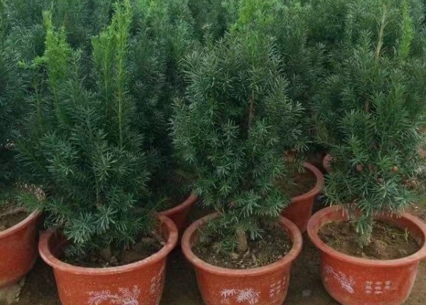 盆栽红豆杉室内养护方法