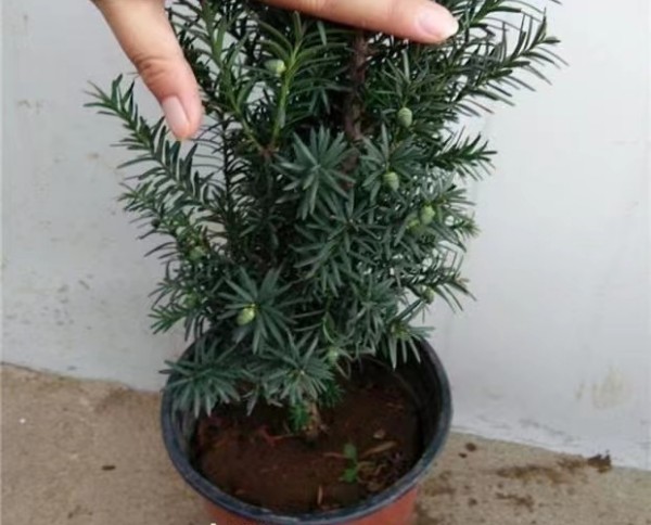 盆栽红豆杉室内养护方法