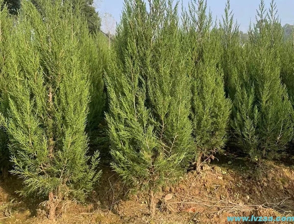 移植塔柏的最佳季节